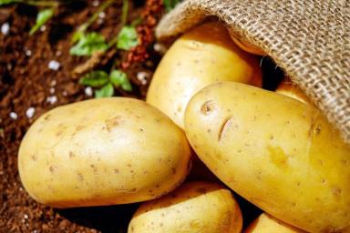 Ученые объяснили, почему необходимо регулярно есть картофель