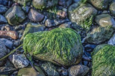 Ученые: водоросли способны помочь при гипертонии