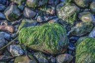 Ученые: водоросли способны помочь при гипертонии