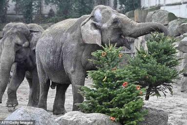 В зоопарке Берлина животным скормили новогодние елки