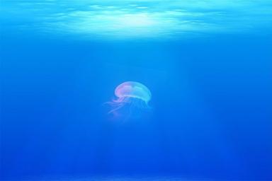 Нашествие ядовитых медуз в Австралии: множество пострадавших 