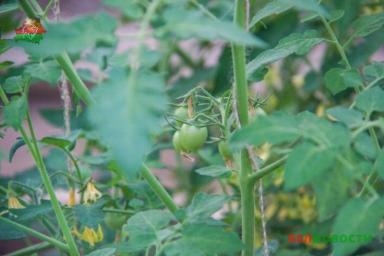 Что делать, чтобы рассада томатов не вытягивалась бы излишне высоко