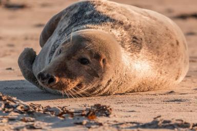 Жители канадской деревни заявили о нашествии тюленей на улицах