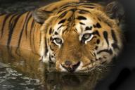 В зоопарке белый тигр вынужден есть землю, чтобы выжить