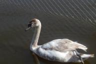 В Дроздах освободили лебедя, который вмерз в лед