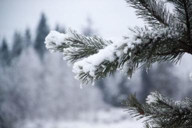 Сильный ветер и мокрый снег ожидаются в Беларуси 14 января 2019 года