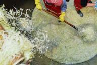 Горожане украли мусорные контейнеры для засолки капусты