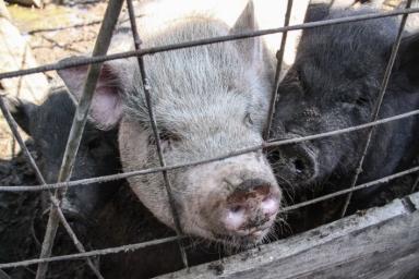 Беларусь ограничивает ввоз свинины из Монголии из-за АЧС