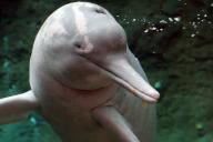 строительство плотин, сельскохозяйственное и химическое загрязнение водоемов.