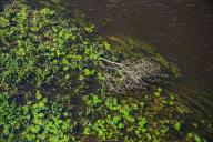 Ученые нашли у водорослей «третий глаз»