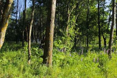 Два лесосеменных комплекса планируется ввести в Беларуси в 2019 году