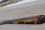 Под Калининградом на пляж вынесло немецкую торпеду времен войны