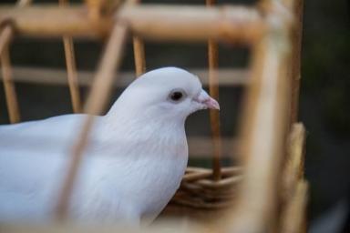 Самого музыкального голубя нашли в Австралии