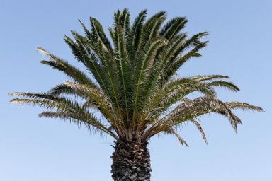 Исследователи открыли способ определения пола финиковой пальмы
