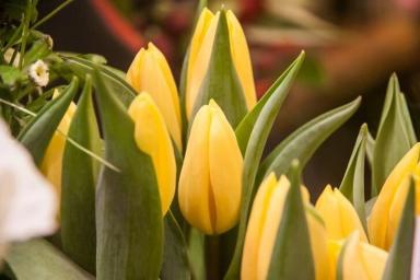 Тысячи тюльпанов раздали бесплатно в Нидерландах