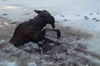 В Полоцком районе спасли беременную лосиху, провалившуюся под лед