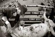 Бык убил одного из лучших наездников в мире на глазах у зрителей