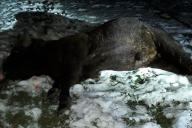 В Дятловском районе убили зубра. Возбуждено уголовное дело