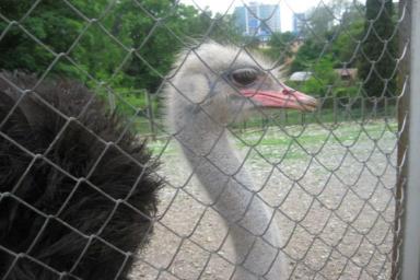 Полицейские задержали страуса за нарушение ПДД