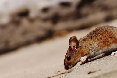 В Англии вооруженные копы ворвались в дом, чтобы спасти мышь