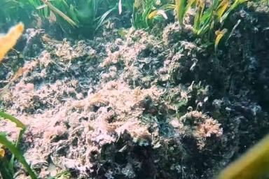 На Лазурном берегу дайвер снял на видео шпионские игры осьминога