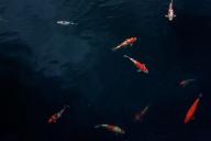 Эксперты определили самую полезную рыбу