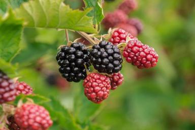 Медики назвали полезные свойства бойзеновой ягоды