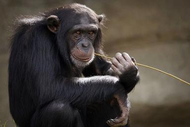 В Швейцарии пройдет референдум о наделении обезьян правами человека