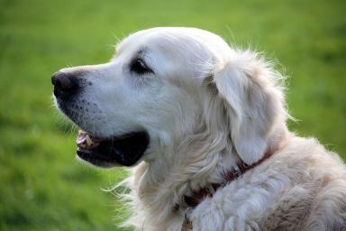 Ученые: собаки могут определять болезни по запаху