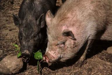 Беларусь ограничила ввоз свинины из Болгарии и двух регионов Китая из-за АЧС