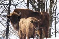 Браконьеров, застреливших зубра, будут судить в Бресте