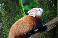 Из зоопарка Белфаста сбежала красная панда