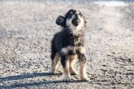 В Лиде спасли провалившуюся под лед собаку