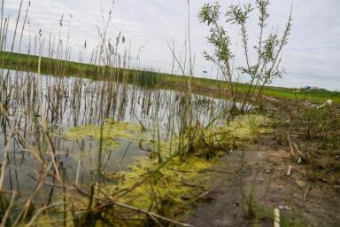 Закон об охране и использовании болот в Беларуси планируют принять в середине года