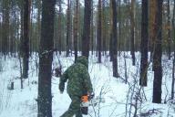 Поймать за 5 минут. В лесу орудовал мужчина с бензопилой