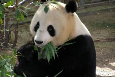 Ученые определили, что древние панды были хищниками