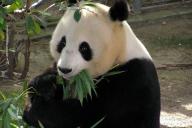 Ученые определили, что древние панды были хищниками