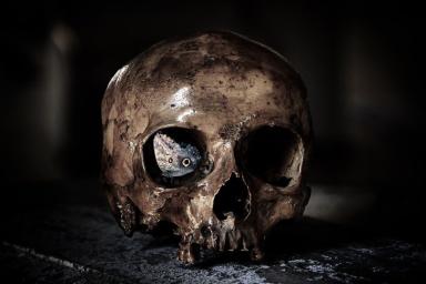 Археологи нашли фрагменты более 100 черепов-трофеев