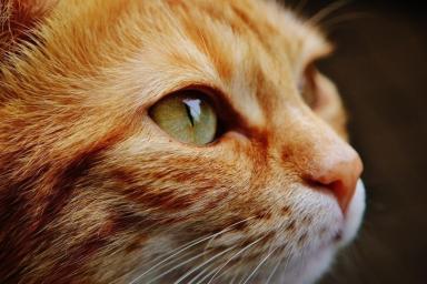 Ученые: бездомные коты могут спасти от смертельной болезни