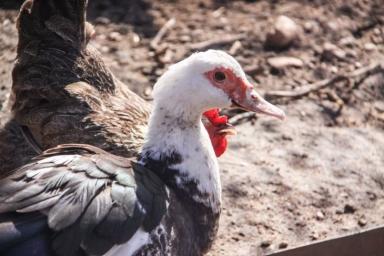 Беларусь ограничила ввоз птицы из Краснодарского края из-за болезни Ньюкасла