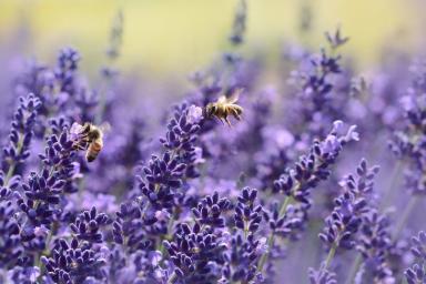 Ученые рассказали, как цветы слушают пчел 