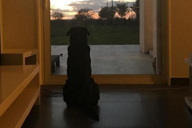 Настоящий Хатико. Собака пропавшего футболиста «Кардиффа» ждёт его дома