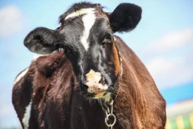 Коровье бешенство обнаружено в Польше