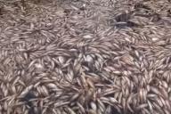 На торфяниках под Лидой — массовый мор рыбы. Местные вывозили «улов» машинами