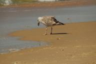 У берегов Нидерландов умерло около 20 тысяч птиц