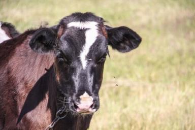 Беларусь ограничивает ввоз скота из Польши из-за коровьего бешенства