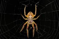 Ученые нашли самого большого смертельного паука