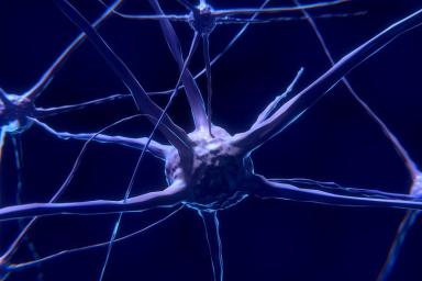 Ученые опровергли популярный миф о нервных клетках