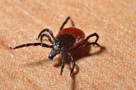 Медики: воспаление в мозге не исчезает после лечения болезни Лайма