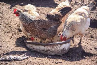 Белорусские субпродукты птицы отправятся на китайский рынок